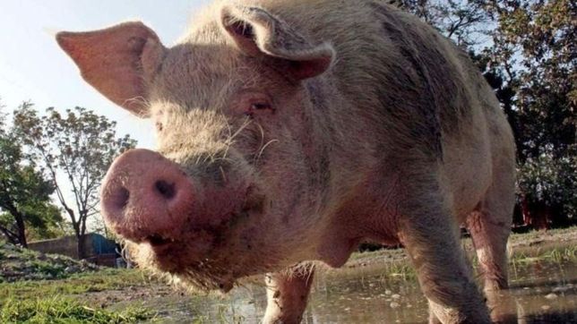 una cerda enorme se pasea por las calles de villa castells comiendo basura
