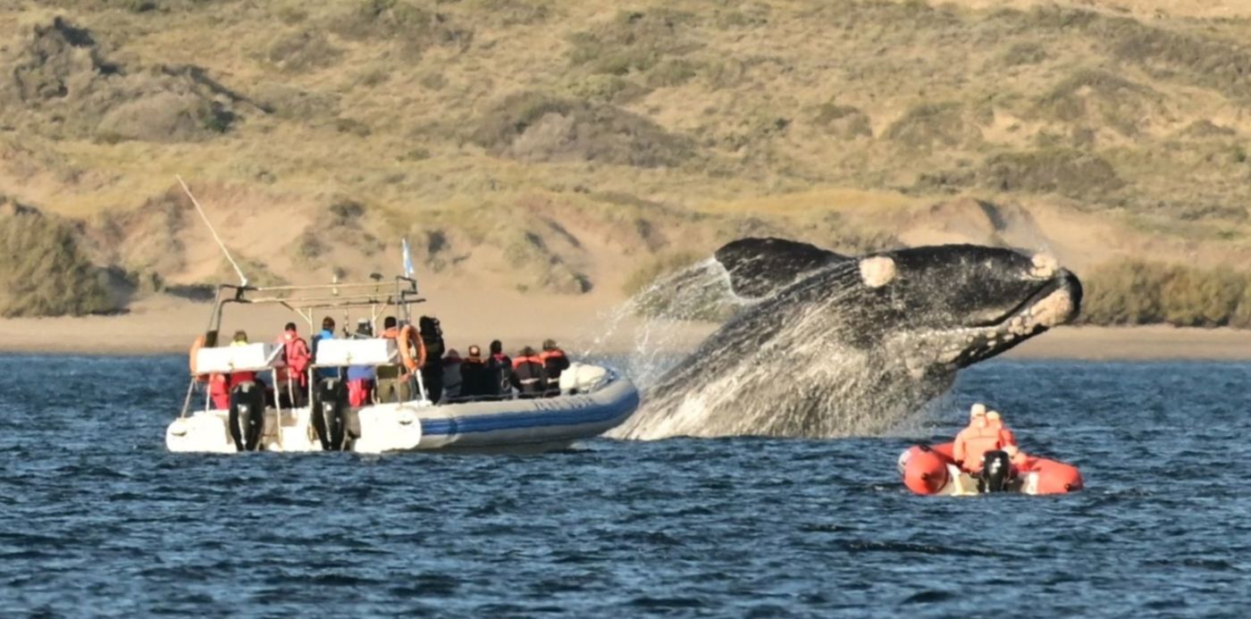 Ballenas franca austral . puerto madryn - temporada. turismo nacional