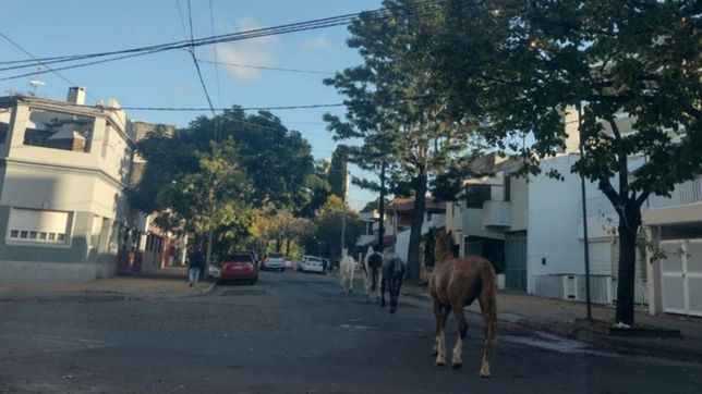 termina tragico: alarma en el centro de la plata por cuatro caballos descontrolados