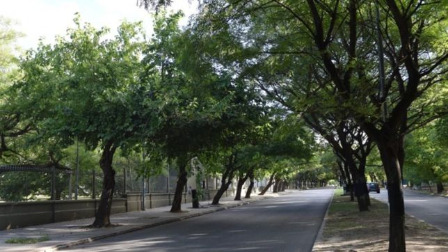 ambicioso plan del municipio y la unlp para mejorar el arbolado en la zona universitaria