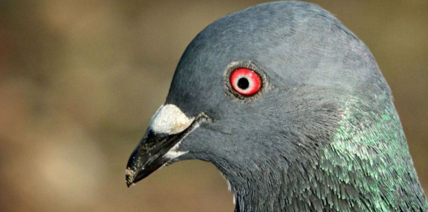 1573819268453.jpg?x=1&y=9&width=895&scaleY=1&ow=900&height=448&rotate=0&scaleX=1&oh=506&&cw=1920&ch=950