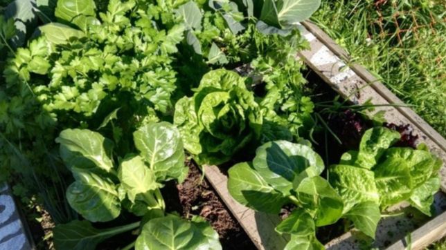 ya instalaron un centenar de huertas comunitarias en los barrios de la plata