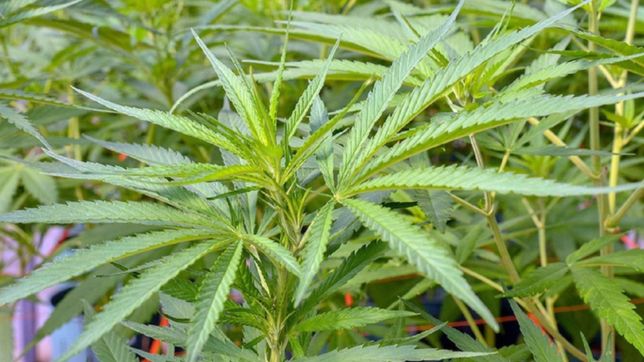fallo inedito: ordenan devolver plantas de marihuana a un paciente oncologico
