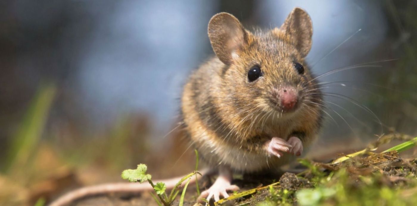 1547791820328.jpg?x=8&width=1484&height=742&scaleY=1&ow=1500&oh=1123&y=164&rotate=0&scaleX=1&&cw=1920&ch=950