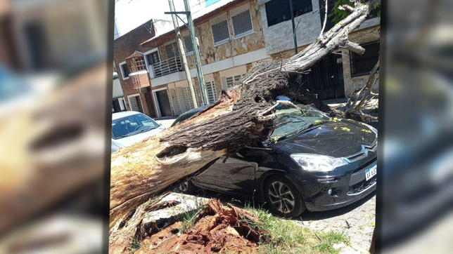un arbol cayo y aplasto un auto estacionado en la calle