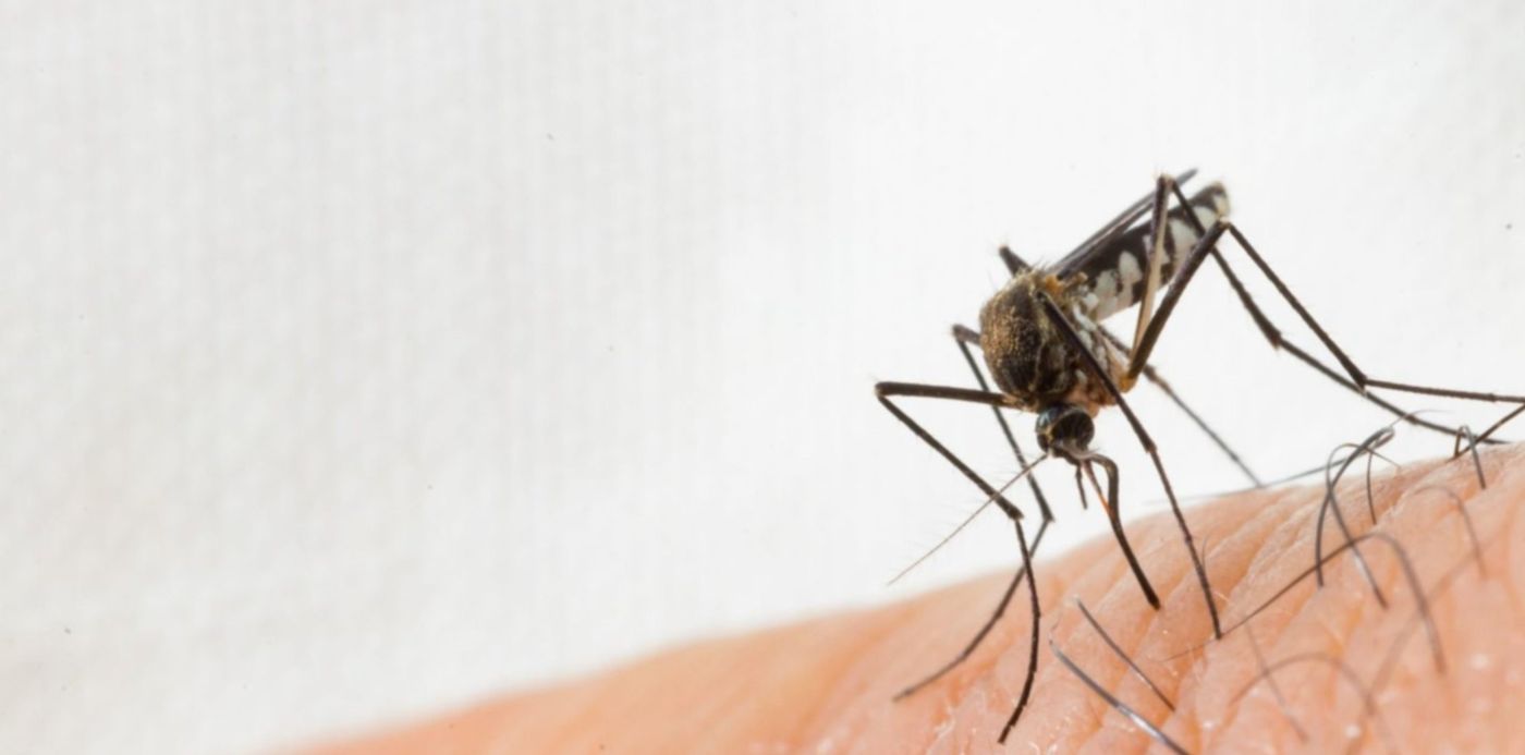 Mosquitos Dengue