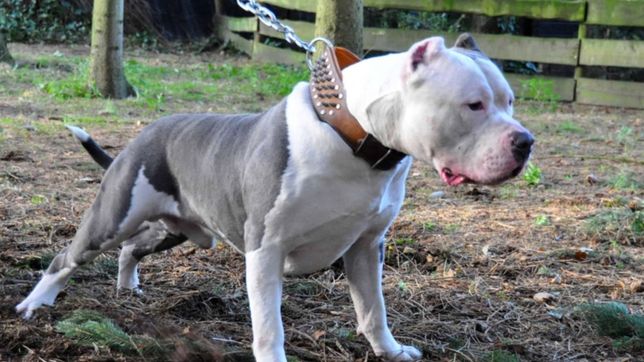 una mujer pelea por su vida tras haber sido salvajemente atacada por un perro pitbull