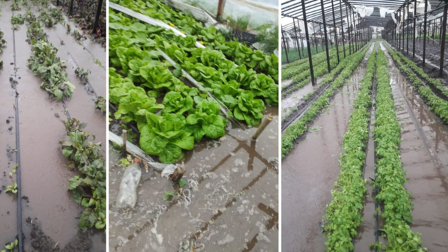 los videos que muestran el impacto del temporal en el cordon horticola