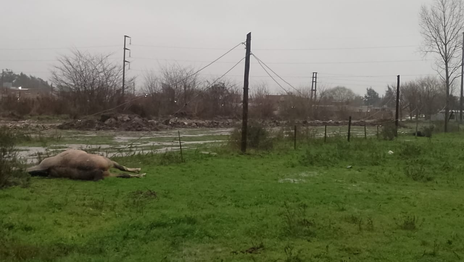 Confirman cómo fue la muerte de un jinete y su caballo en La Plata