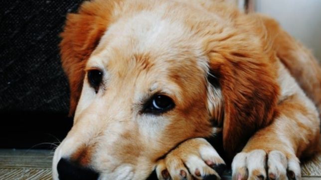 impulsan fuertes sanciones para quienes maltraten o abandonen animales en la plata