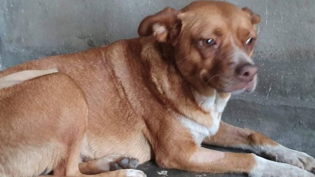 un hombre murio, sus mascotas se quedaron solas y ahora les buscan un hogar en la plata