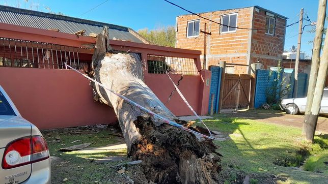 un arbol cayo sobre una casa, destrozo el frente y no causo una tragedia de milagro
