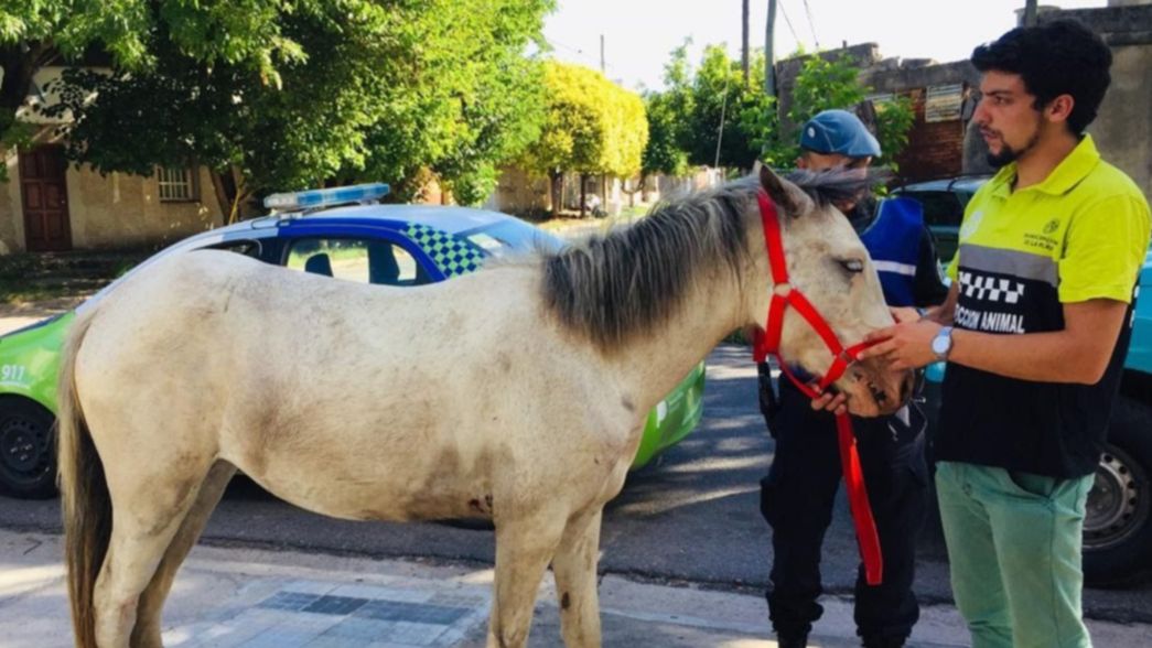 La Comuna ya rescató a 80 caballos maltratados entre 2018 y 2019