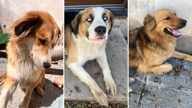 una vecina de la plata murio y sus amigos buscan adoptantes para sus tres perros