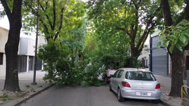 cayeron ramas de un arbol a metros de calle 12 en la plata y golpearon una camioneta estacionada