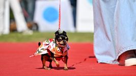 la plata celebro un divertido desfile de mascotas por halloween con disfraces originales y mucha alegria la plata celebro un divertido desfile de mascotas por halloween con disfraces originales y mucha alegria