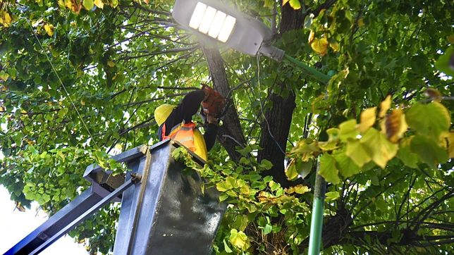 anuncian cortes de transito en una calle de la plata por tareas de poda