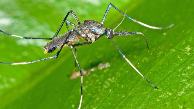 un mosquito gigante de punta lara podria ser el arma perfecta para luchar contra el dengue