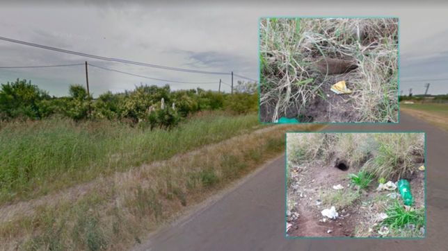 aca viven las ratas de arana que tienen el tamano de botellas de seven up