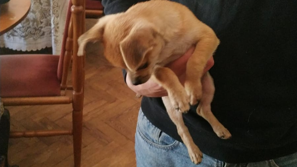 Devolvieron a Budín, el perro que había sido robado en La Plata durante el ataque a una vivienda familiar