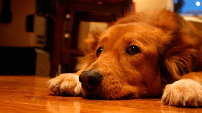 navidad pet-friendly: pasaran programas antiestres para hacerle frente a la pirotecnia