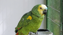 entraron a la casa de un jubilado y le robaron hasta el loro entraron a la casa de un jubilado y le robaron hasta el loro