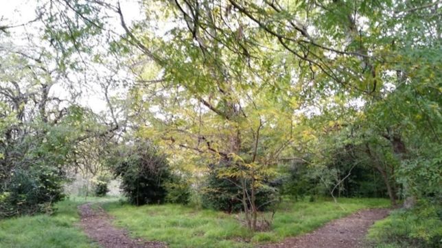 oscura y tupida: asi es la reserva donde tres chicos hallaron un feto abandonado