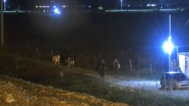 video: cayo una banda de cuatreros que intentaba robar caballo de un predio de berisso