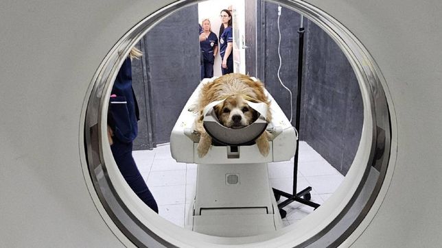 la facultad de veterinaria de la unlp sumo el primer tomografo computado en una universidad publica del pais