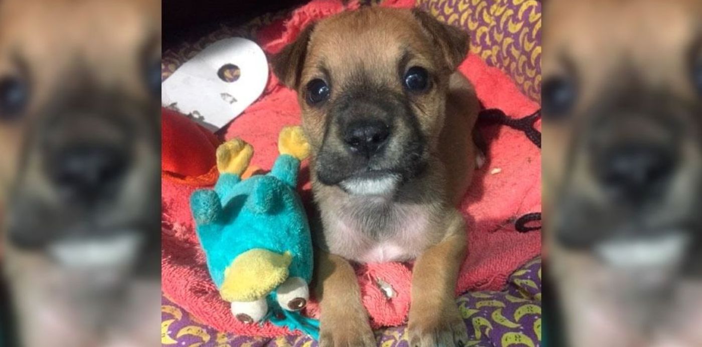 1543365326304.jpg?y=13&height=472&rotate=0&ow=960&x=8&width=943&scaleX=1&scaleY=1&oh=560&&cw=1920&ch=950