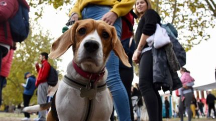 Harán un gran censo de mascotas en La Plata para saber cuántas están vacunadas