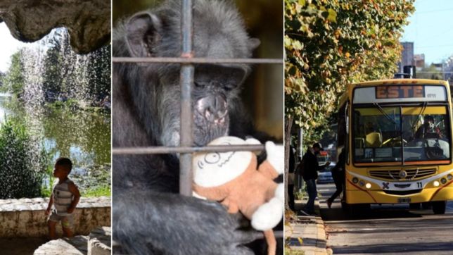 sistema de transporte, bosque y bioparque: los anuncios de julio garro para la plata