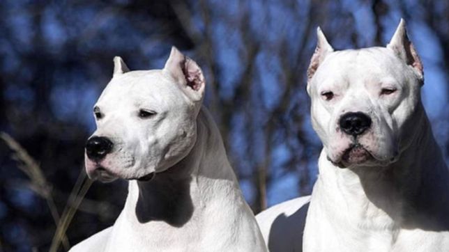 dos dogos se escaparon en barrio norte y mataron a la perrita de una jubilada