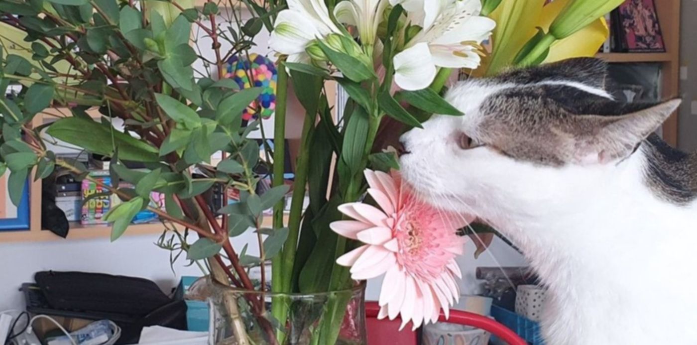 gato huele flores