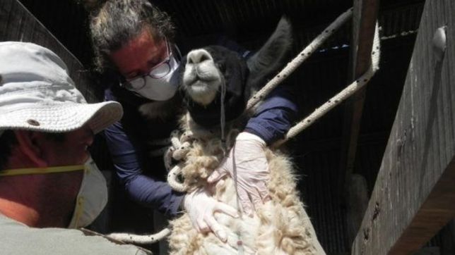 cientificos argentinos neutralizaron el covid con anticuerpos de llama y huevos de gallina