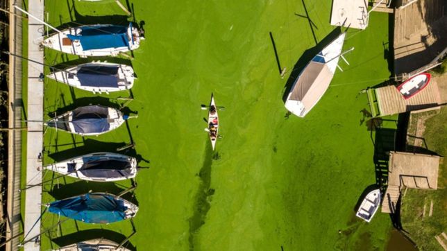 cianobacterias: en berisso denuncian que sale olor a amoniaco de las canillas