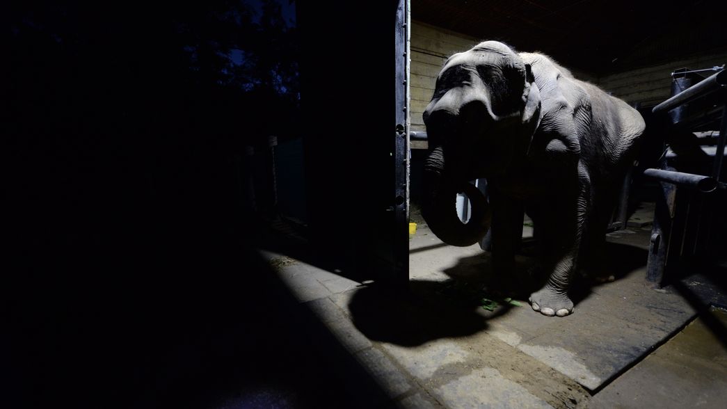 Las últimas fotos de Pelusa, la histórica elefanta del ex Zoológico de La Plata
