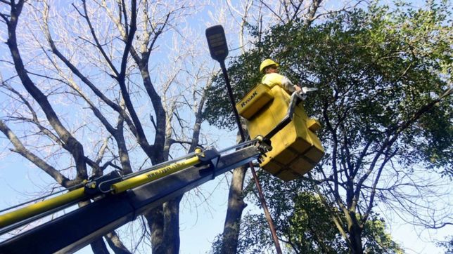 arranca la temporada de poda en la plata: ¿por que arboles comenzara y como pedirla?