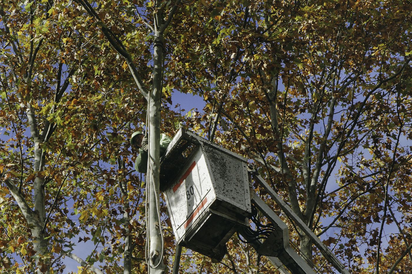 Poda de árboles (3)
