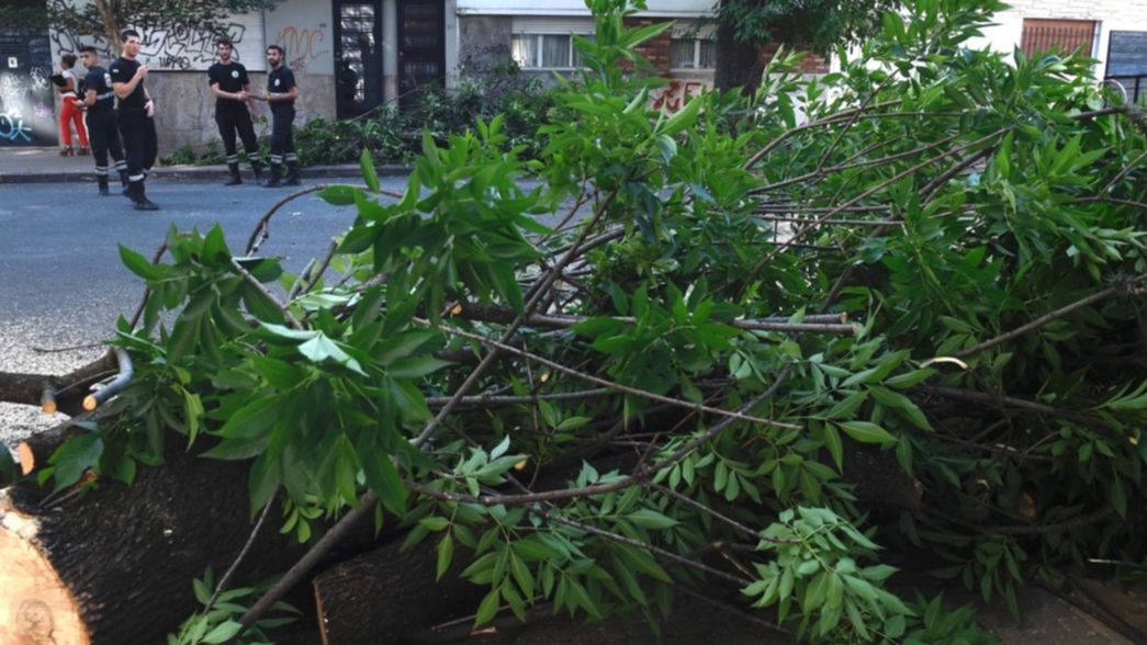 Susto en pleno centro de La Plata: una enorme rama de un árbol se desplomó en plena calle