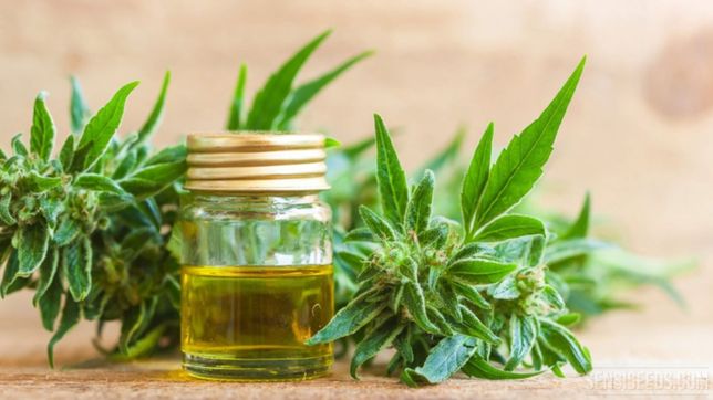 detuvieron a una abuela de la plata que cultiva cannabis para su nieto enfermo