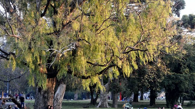 aseguran que la vecina acusada de envenenar mascotas en el parque san martin solo le da de comer a los pajaros