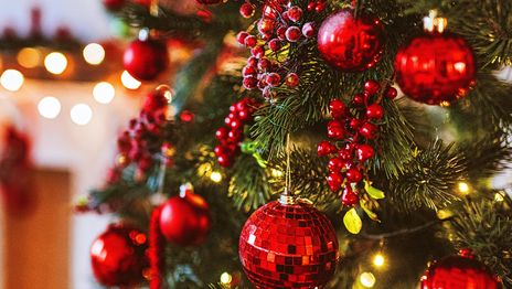 Ejemplares, luces, decoración y más: ¿cuánto cuesta armar el arbolito de Navidad en La Plata? Ejemplares, luces, decoración y más: ¿cuánto cuesta armar el arbolito de Navidad en La Plata?