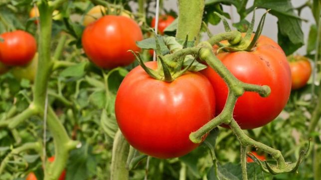 cientificos descubren que una avispa es la mejor amiga del tomate platense