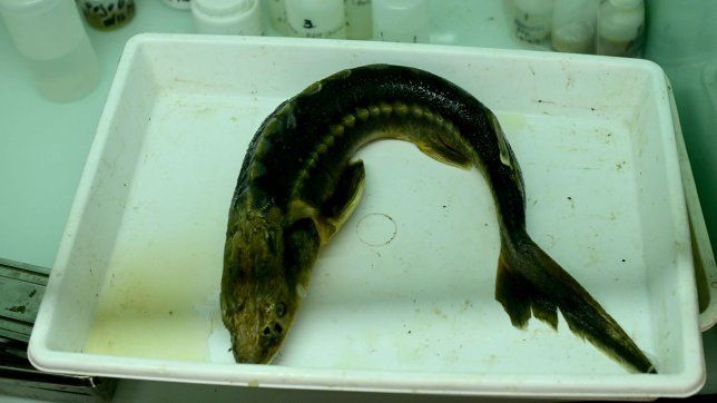 el esturion hallado en el rio de la plata en 2024 develo un impacto ambiental inesperado