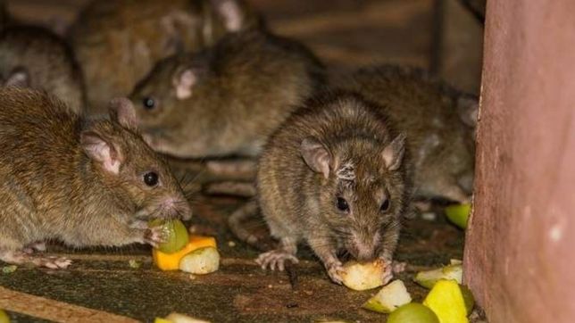 vecinos en alerta por el hantavirus: encontraron mas ratones colilargos en la plata