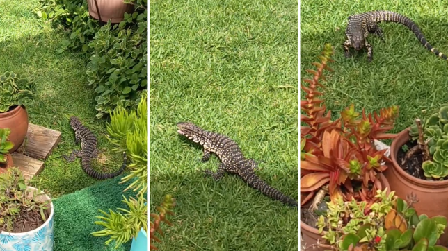 un lagarto adopto una casa de la plata como su hogar y vuelve casi a diario en busca de comida