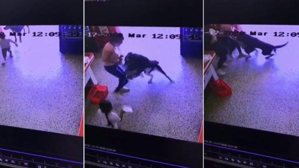 VIDEO: Un nene quiso jugar con un perro y lo atacó en un supermercado de La Plata