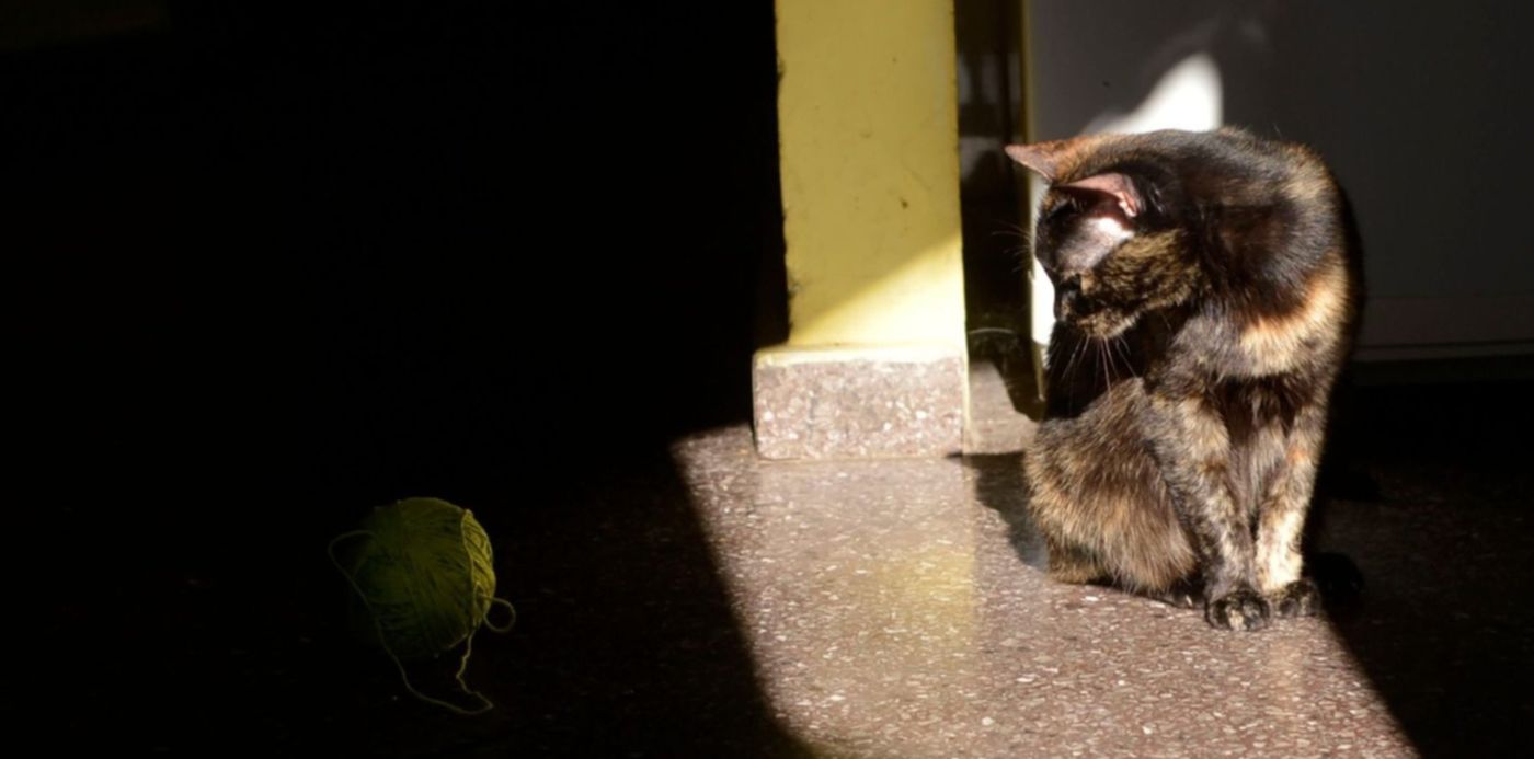 1544820177787.jpg?ow=1500&width=1479&rotate=0&scaleX=1&scaleY=1&oh=1100&x=11&y=169&height=739&&cw=1920&ch=950