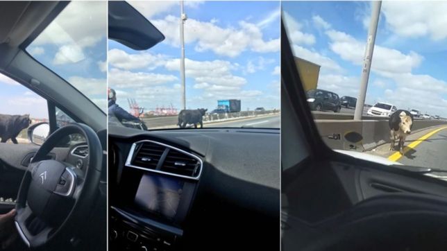 video: una vaca suelta en la autopista causo panico entre los conductores